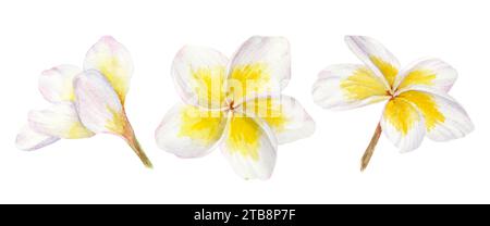Ensemble d'illustrations frangipanier blanches. Aquarelle dessinée à la main clip art de plumeria de fleur exotique. Peinture tropicale pour invitations de mariage, spa et Banque D'Images