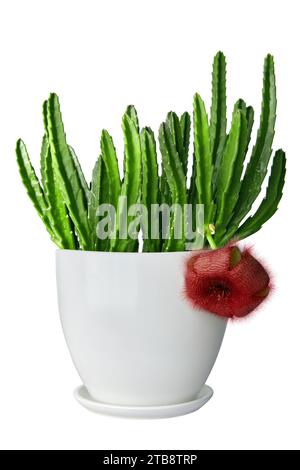 stapelia rouge fleuri dans un pot blanc isolé sur un fond blanc. Banque D'Images