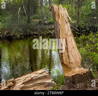 Un castor rongea autour d'un tronc d'arbre pour faire tomber un arbre. Banque D'Images