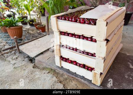 Gros plan des cerises dans la boîte en bois Banque D'Images