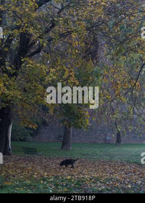 chien terrier noir explorer jouer parc snif et automne jaune orangé feuilles en novembre haute résolution image Banque D'Images