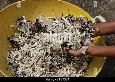 Champignons qui poussent toujours dans les grappes sur sauvage plumés et collectés sur un panier. Petits champignons blancs tenus dans la main Banque D'Images