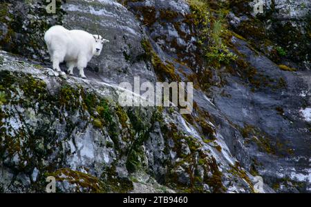 Chèvre de montagne (Oreamnos americanus) se tient sur une falaise regardant avec surprise la caméra ; Tracy Arm, Inside passage, Alaska, États-Unis d'Amérique Banque D'Images