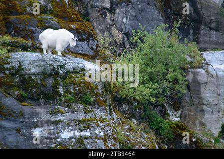 Chèvre de montagne (Oreamnos americanus) se dresse sur une falaise regardant vers le bas ; Tracy Arm, Inside passage, Alaska, États-Unis d'Amérique Banque D'Images