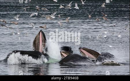 Un troupeau d'oiseaux s'accumule au-dessus d'un groupe de baleines à bosse (Megaptera novaeangliae) qui se nourrit de filets à bulles dans le passage intérieur Banque D'Images