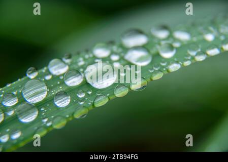 Gros plan de gouttes de pluie sur un brin d'herbe ; Alaska, États-Unis d'Amérique Banque D'Images