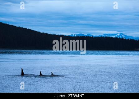 Épaulards ou orques (orques Oscines) dans le détroit d'Icy au crépuscule ; Inside passage, Alaska, États-Unis d'Amérique Banque D'Images