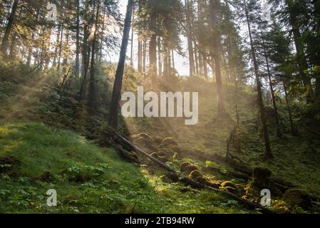 La lumière du matin brille à travers une forêt luxuriante sur une colline dans Red Bluff Bay d'Inside passage, Alaska, États-Unis ; Alaska, États-Unis d'Amérique Banque D'Images