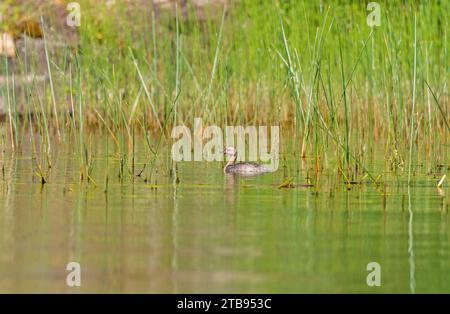 Mue du Grèbe à cornes dans un lac North Woods sur le lac Black, dans le parc provincial Nopiming, au Manitoba Banque D'Images
