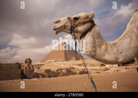 Sphinx et la Grande Pyramide de Gizeh, avec un chameau attaché au premier plan, en Égypte ; Gizeh, Égypte Banque D'Images