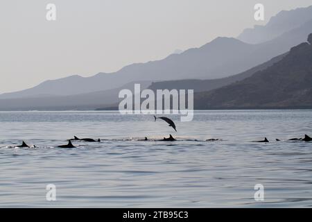 Dauphins au large de la côte ouest de l'île de Socotra ; île de Socotra, Yémen Banque D'Images