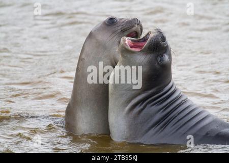 Jeunes éléphants de mer (Mirounga leonina) jouant à Peggotty Bluff sur King Haakon Bay ; île de Géorgie du Sud Banque D'Images