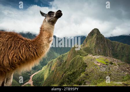 Lama (lama glama) se dresse sur une montagne surplombant Machu Picchu ; Pérou Banque D'Images