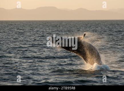 Rorqual à bosse (Megaptera novaeangliae) dans la mer de Cortez ; basse-Californie, Mexique Banque D'Images