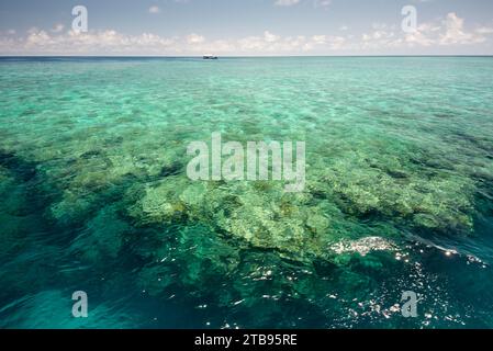 Grande barrière de corail dans la mer de Corail ; Queensland, Australie Banque D'Images