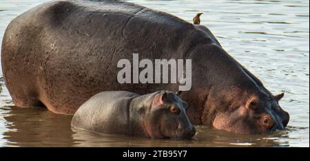 Hippopotame (Hippopotamus amphibius) et bébé dans le parc national du Serengeti, Tanzanie ; Tanzanie Banque D'Images