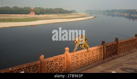 Singes au-dessus de la rivière Yamuna à l'intérieur des terres du Taj Mahal, singe adulte portant un jeune singe sur son dos le long d'un mur ; Agra, Inde Banque D'Images