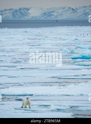 L'ours polaire isolé (Ursus maritimus) traverse la banquise sur le détroit de Hinlopen ; Svalbard, Norvège Banque D'Images