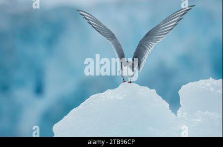 Sterne arctique (Sterna paradisaea) sur une perche de glace glaciaire ; Spitzberg, Svalbard, Norvège Banque D'Images