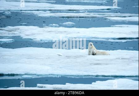 Ours blanc (Ursus maritimus) et ourson reposent sur de la glace dérivante ; Storfjord, Svalbard, Norvège Banque D'Images