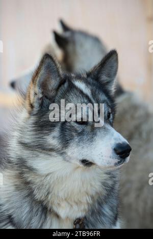 Portrait d'un couple de Huskies ; Mugford Tickle, Terre-Neuve-et-Labrador, Canada Banque D'Images