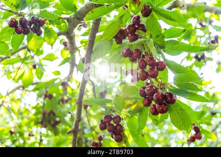 Gros plan de cerises mûres suspendues à une branche de cerisier Banque D'Images