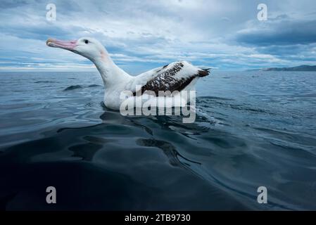 Albatros errants (Diomedea exulans) sur l'eau près de Kaikoura ; Île du Sud, Nouvelle-Zélande Banque D'Images