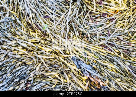 Algues Bladderwrack sur la rive de Unst, Shetland. Banque D'Images