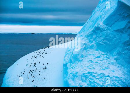 Manchots Gentoo (Pygoscelis papua) sur un iceberg en Antarctique ; Antarctique Banque D'Images