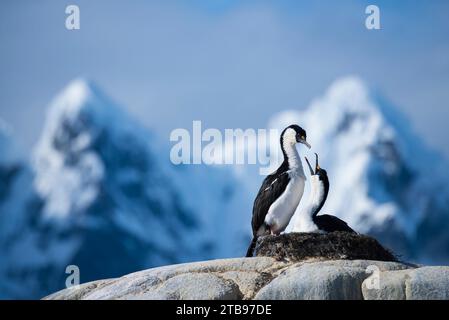 Paire de shags antarctiques ou aux yeux bleus (Phalacrocorax bransfieldensis) à Port Lockroy, Antarctique ; Antarctique Banque D'Images