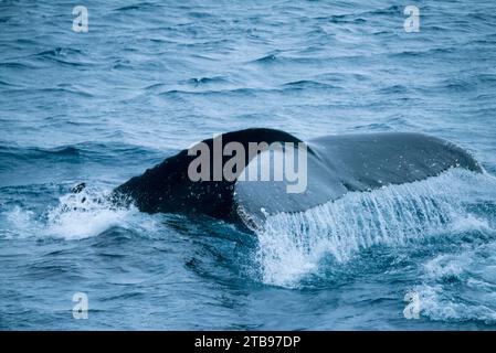 La baleine à bosse (Megaptera novaeangliae) jaillit avec des éclaboussures alors qu'elle plonge de la surface en Antarctique ; Antarctique Banque D'Images