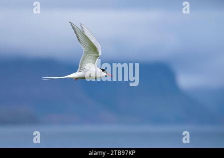 Sterne arctique (Sterna paradisaea) en vol au-dessus de l'île de Vigur dans la baie d'Isafjordur ; Islande Banque D'Images