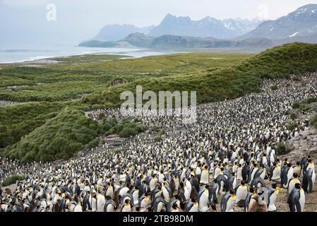 Grande colonie de manchots royaux (Aptenodytes patagonicus) dans la plaine de Salisbury ; plaine de Salisbury, îles de Géorgie du Sud Banque D'Images