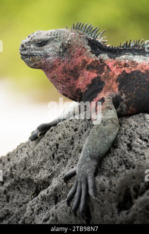 Iguane marin rouge et vert (Amblyrhynchus cristatus) à Punta Suarez sur l'île d'Espanola ; île d'Espanola, îles Galapagos, Équateur Banque D'Images
