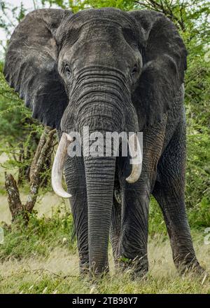 Gros plan d'un éléphant mâle (Loxodonta africana) avec de grandes défenses debout dans la brousse sur l'île de Chief ; delta de l'Okavango, Botswana Banque D'Images
