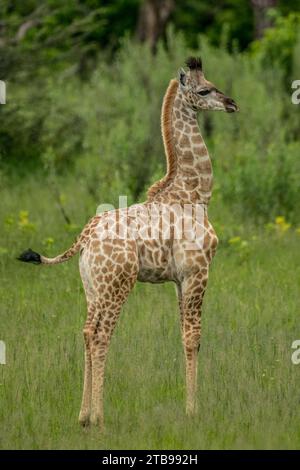 Portrait en gros plan de la vue de profil d'une jeune girafe ; Delta de l'Okavango, Botswana Banque D'Images