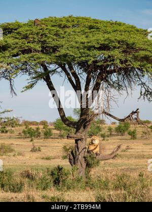 Lion (Panthera leo) grimpe à un arbre à la poursuite d'un léopard (Panthera pardus) dans le parc national du Serengeti, en Tanzanie Banque D'Images