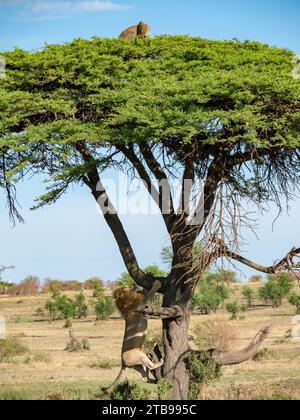 Lion (Panthera leo) grimpe à un arbre à la poursuite d'un léopard (Panthera pardus) dans le parc national du Serengeti, en Tanzanie Banque D'Images