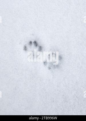 Empreinte de chat sur une neige, trace d'animal, gros plan, vue de dessus Banque D'Images