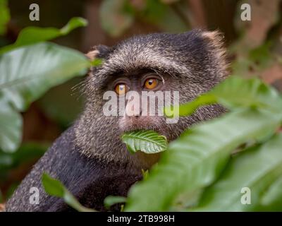 Singe de Sykes (Cercopithecus mitis albogularis) collations sur les feuilles des arbres dans le parc national du lac Manyara, région d'Arusha, Tanzanie Banque D'Images