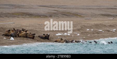 Un groupe de morses (Odobenus rosmarus) s'enfuit dans la mer d'un ours polaire voisin ; Spitzberg, Svalbard, Norvège Banque D'Images