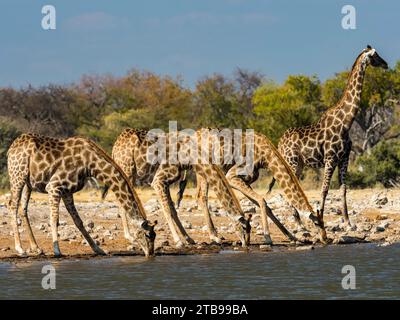 Les girafes angolaises (Giraffa giraffa angolensis) s'alignent pour boire un verre dans un point d'eau dans le parc national d'Etosha ; Okaukuejo, Kunene, Namibie Banque D'Images