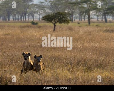 Paire de hyènes tachetées (Crocuta crocuta) au parc national du Serengeti, Tanzanie Banque D'Images