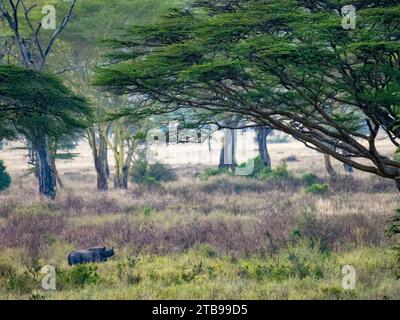 Le rhinocéros noir (Diceros bicornis) pèle dans la partie sud du parc dans le parc national du Serengeti ; Tanzanie Banque D'Images