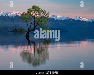 Saule à fissures solitaires (Salix × fragilis) dans le lac Wanaka au lever du soleil ; Wanaka, Île du Sud, Nouvelle-Zélande Banque D'Images