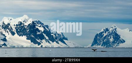 Deux baleines à bosse (Megaptera novaeangliae) se nourrissent de krill par une belle journée d'été en Antarctique ; Lemaire Channel, Antarctique Banque D'Images