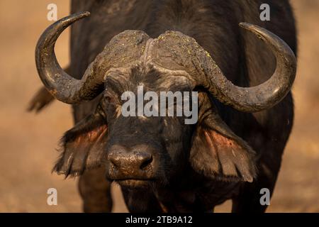 Portrait rapproché d'un visage et de cornes de buffle du cap (Syncerus caffer caffer) dans le parc national de Chobe ; Chobe, Bostwana Banque D'Images