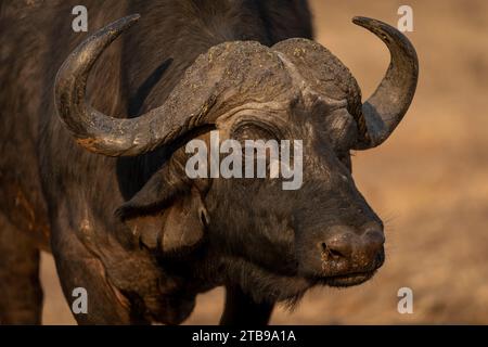 Portrait en gros plan d'un buffle du cap (Syncerus caffer caffer) regardant au loin dans le parc national de Chobe ; Chobe, Bostwana Banque D'Images