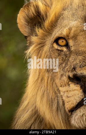 Gros plan d'une demi-tête de lion mâle, portrait (Panthera leo), dans le parc national de Chobe ; Chobe, Botswana Banque D'Images