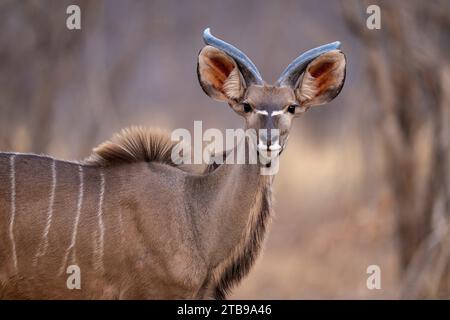 Gros plan d'un jeune homme, grand kudu (Tragelaphus strepsiceros) debout sur la savane regardant la caméra dans le parc national de Chobe Banque D'Images